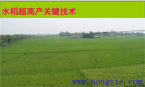 水稻旱育秧栽培
