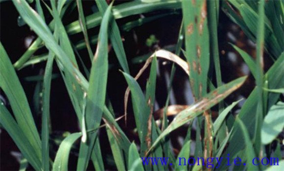 水稻稻瘟病的防治對策