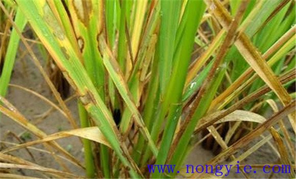 水稻的主要病蟲害有哪些