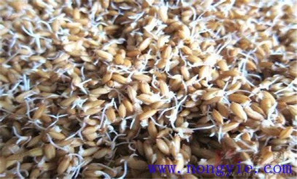 水稻直播的種子處理