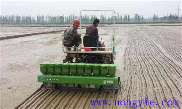 水稻直播高產栽培技術