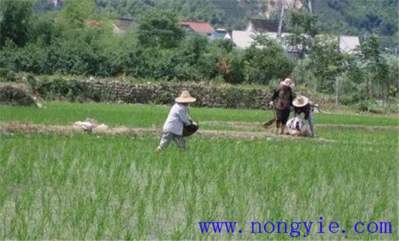 水稻直播高產栽培技術的步驟與要點