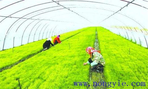 有機水稻種植高產技術的主要方法與步驟
