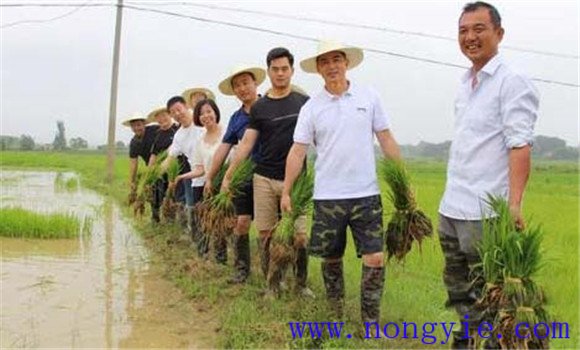有機水稻栽培技術的生產方式
