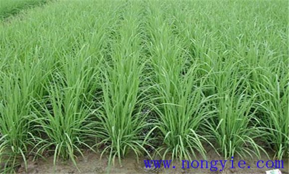 水稻分蘗期的田間管理技術要點