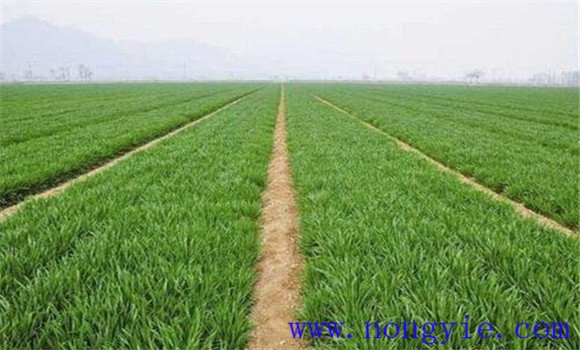 旱地小麥春季管理技術