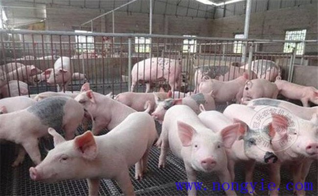 育肥豬一般容易出現的疾病