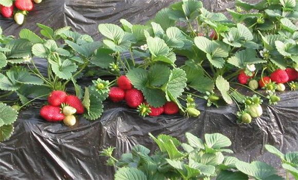 草莓的病蟲害防治