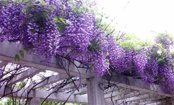 紫藤的種植方法