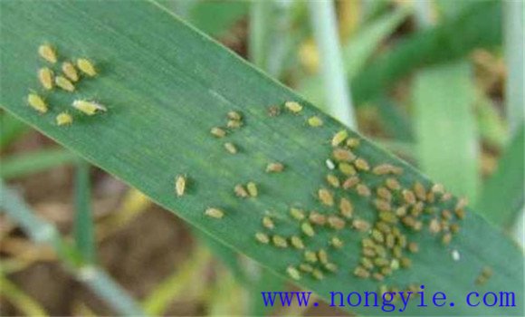 小麥吸漿蟲的生長發育規律
