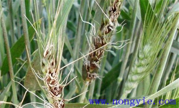 小麥散黑穗病的主要防治措施有哪些