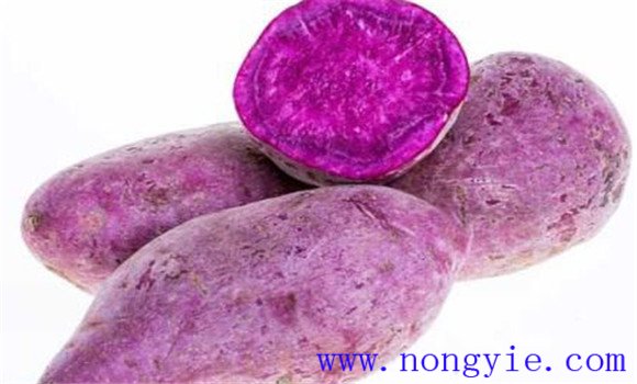 紫薯比紅薯更能抗癌