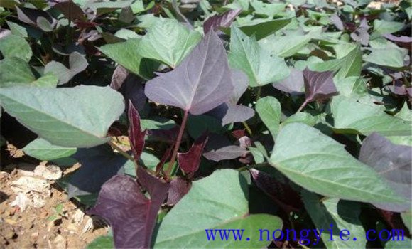 紫薯種植時間和方法