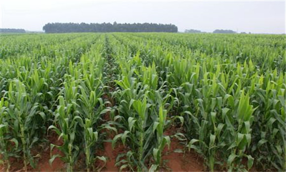 夏季種植玉米怎么用化學除草