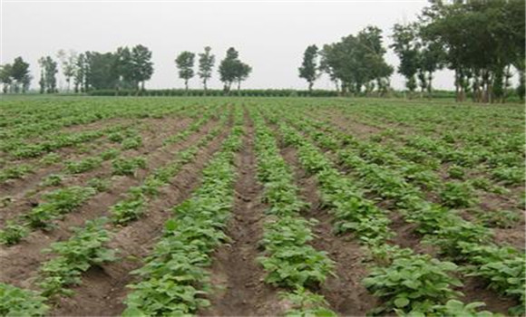 綠豆種植管理方法