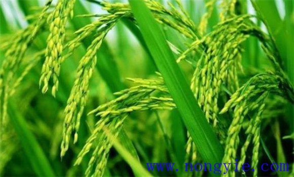 水稻穗期管理的三個重點