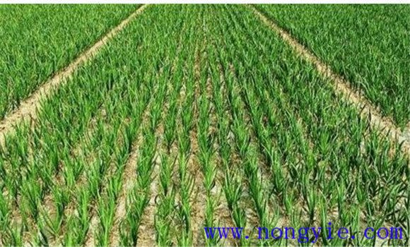 水稻曬田的技術要求