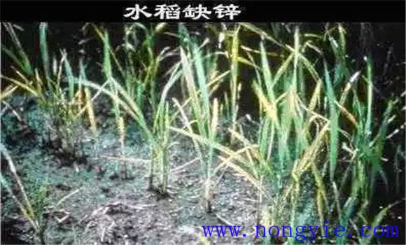 水稻缺鋅會導致僵苗，水稻缺鋅怎么辦