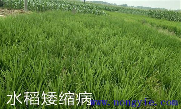 水稻矮縮病的發病規律