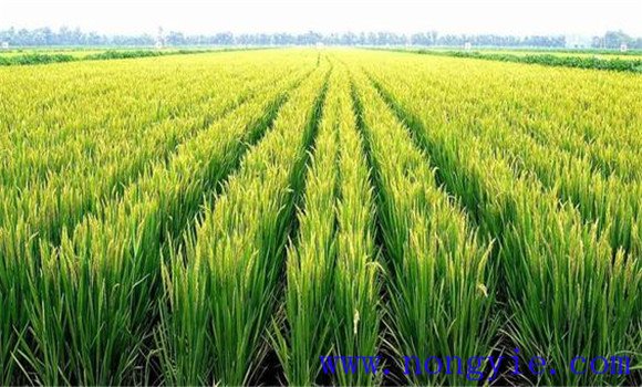 水稻矮縮病的防治方法