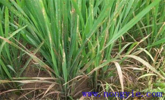稻田如何正確使用除草劑