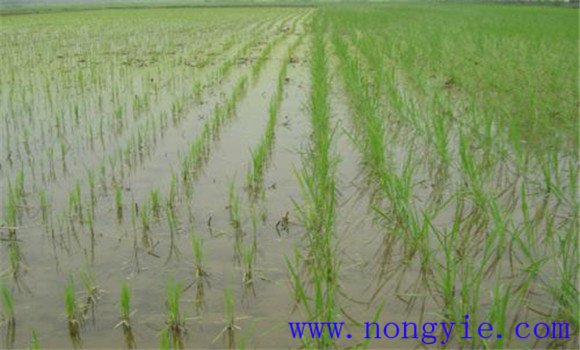 先進的水稻栽秧方法