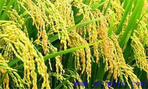 水稻生長后期高產栽培要點