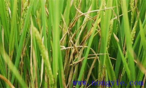 水稻紋枯病的發病條件