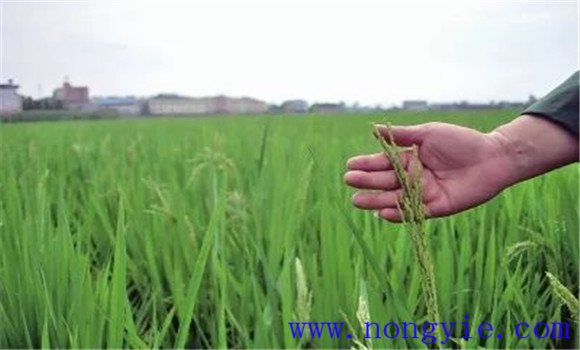 水稻出現早穗現象的原因