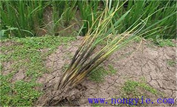 水稻爛秧的癥狀與類型