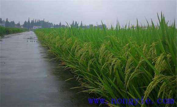 持續陰雨水稻受損