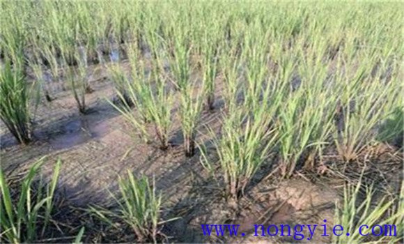 缺鉀引起的水稻僵苗