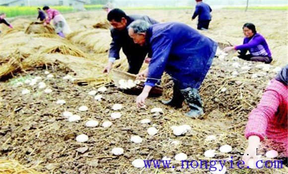 水稻接茬種蘑菇及其管理技術
