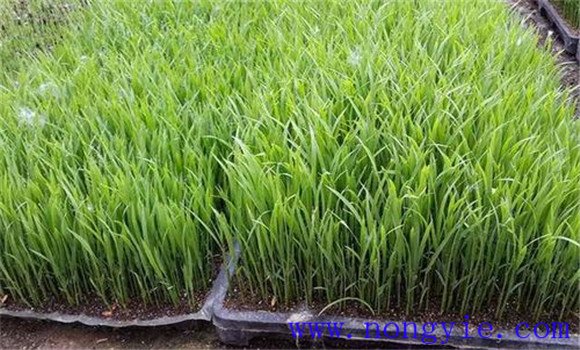 水稻育秧苗床地蟲害防治方法