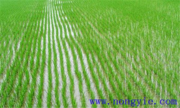 水稻育秧及苗期管理技術