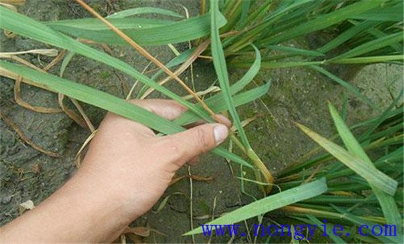 水稻二化螟防治技術