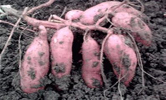 紅薯種植技術