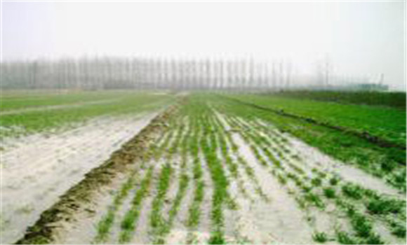 小麥冬季管理方法
