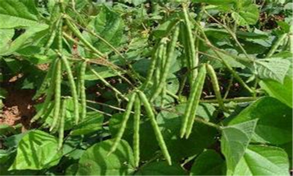 綠豆栽培方法