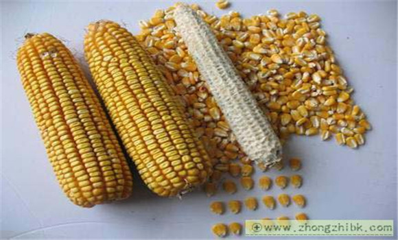 玉米千粒重一般多少