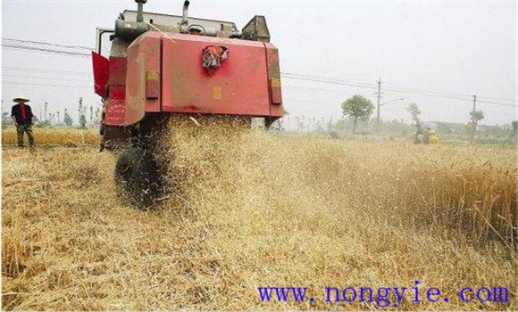 稻草全量還田種植小麥的新方法
