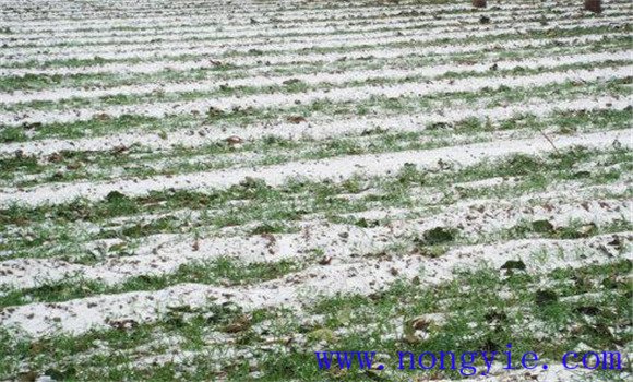 小麥冬季凍害的補救措施