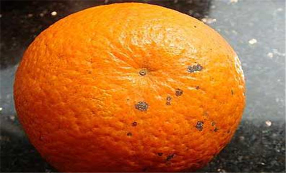 夏橙褐污斑病的發生及防治