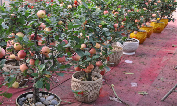 蘋果樹高效盆栽方法與步驟