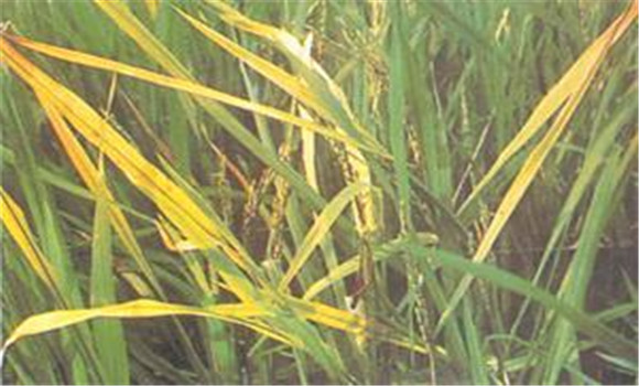 水稻黃葉是什么原因