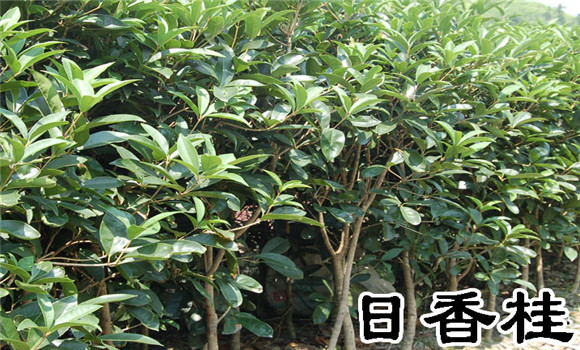 日香桂盆栽養護方法