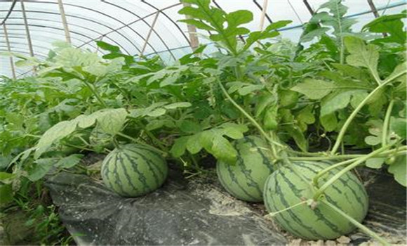 西瓜種植：大棚西瓜種植早熟技術