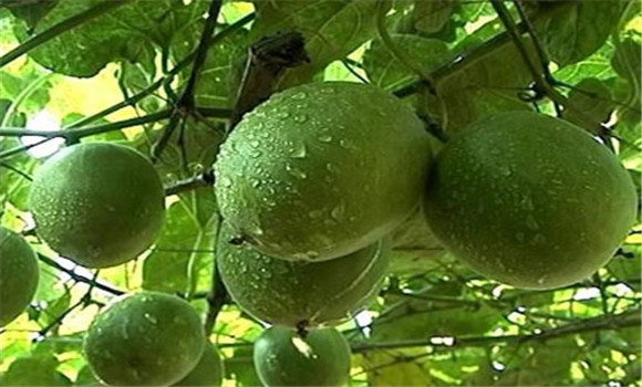 羅漢果種植前景
