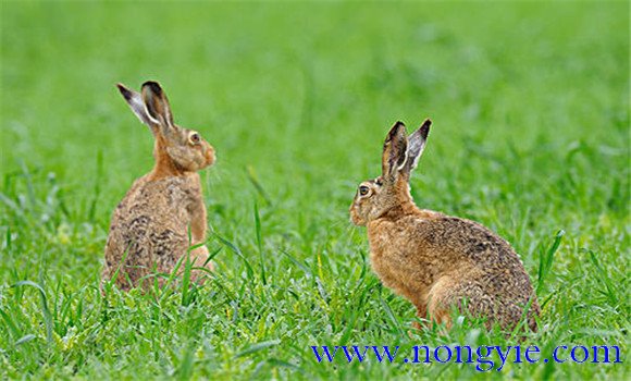 野兔是保護動物嗎？