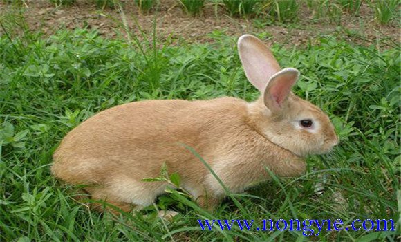 福建黃兔成年幾斤
